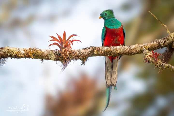 Hotel Mirador De Quetzales Providencia Kültér fotó